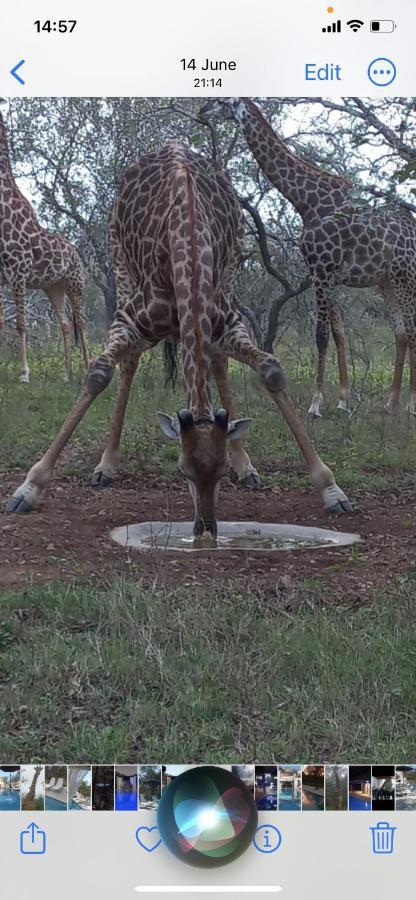 Wild Goose Hotel Marloth Park Exterior foto